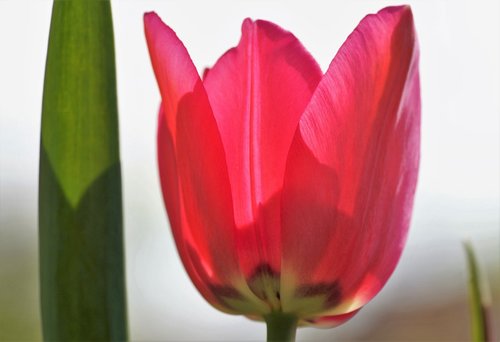 tulip  pink  spring