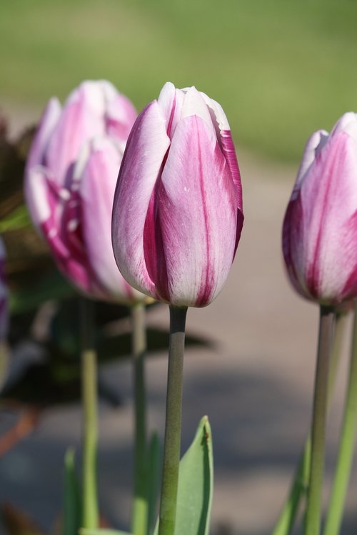 tulip  pink  spring