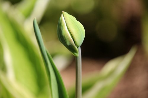 tulip  closed  spring