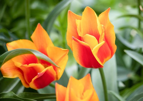 tulip  flower  plant