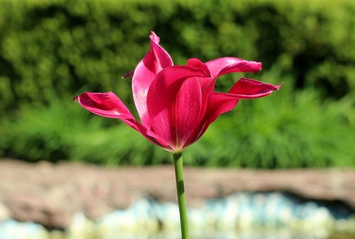 tulip  one  spring