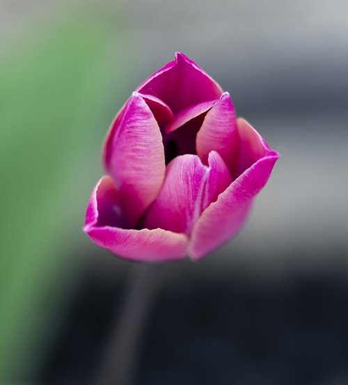 tulip  flower  nature