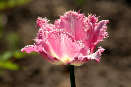 tulip  pink  spring flower