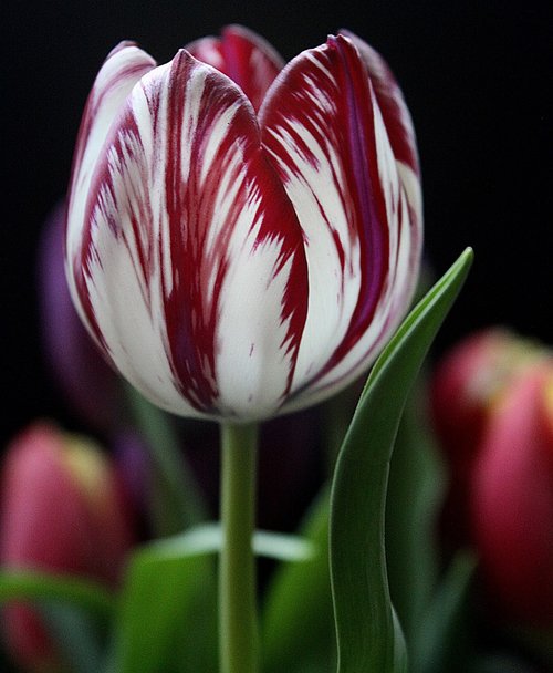 tulip  flower  red