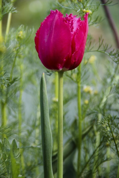 tulip  color  flowers