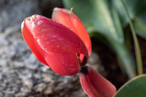 tulip  blossom  bloom