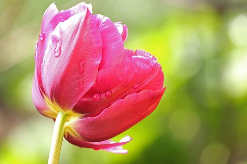 tulip  spring  raindrop