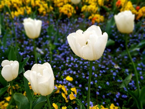 tulip  white  pansy