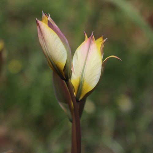 tulip  yellow  flower