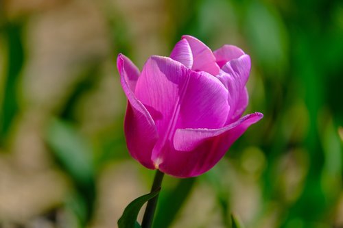 tulip  flower  nature