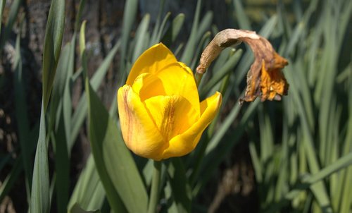 tulip  flower  nature