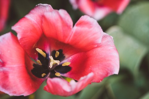 tulip  red  pink