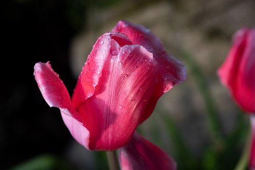 tulip  flower  red