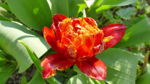 tulip  flower  spring