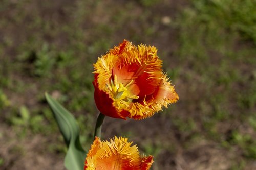 tulip  may  spring