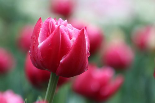 tulip  drops  spring