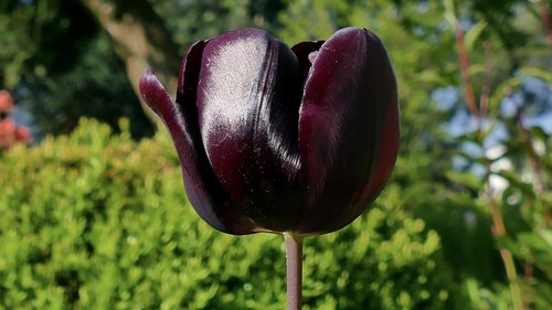 tulip  flower  violet
