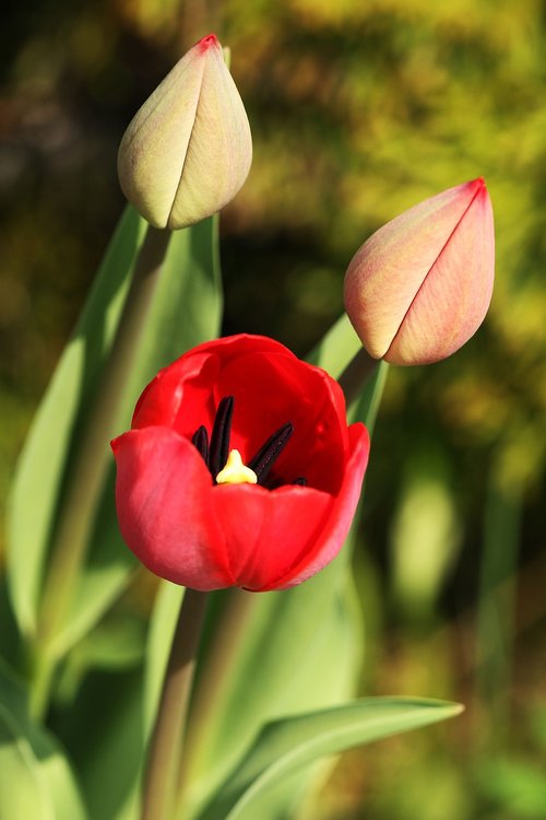 tulip  bud  flower