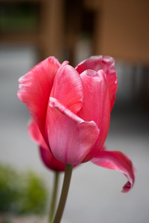 tulip  flower  blossom