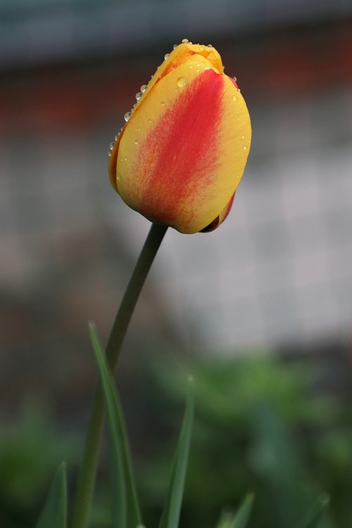 tulip  drops  flower