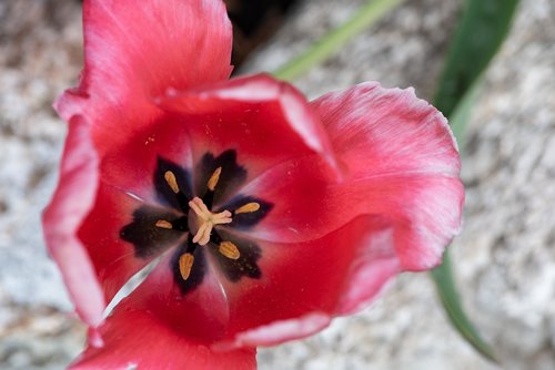 tulip  blossom  bloom