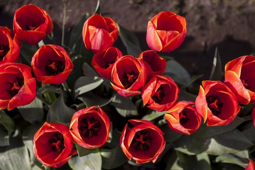 tulip  tulips  red