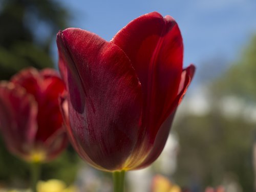 tulip  spring  garden