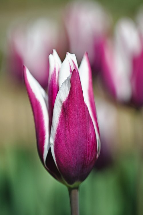 tulip  blossom  bloom