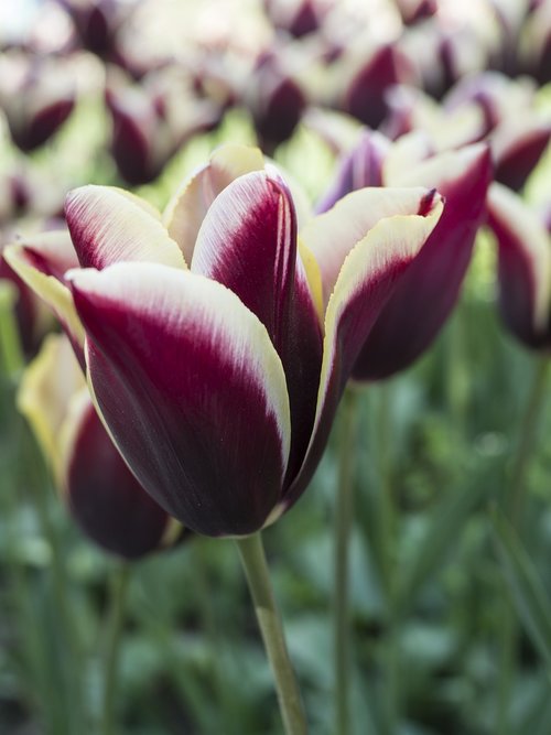 tulip  spring  flora