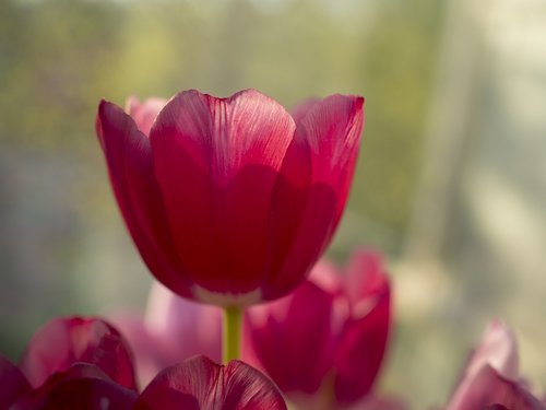 tulip  flora  spring