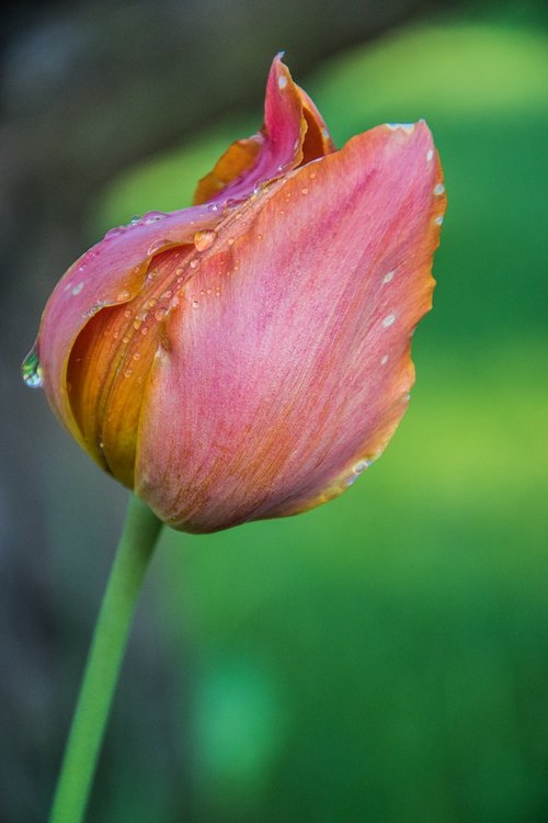 tulip  spring  the petals