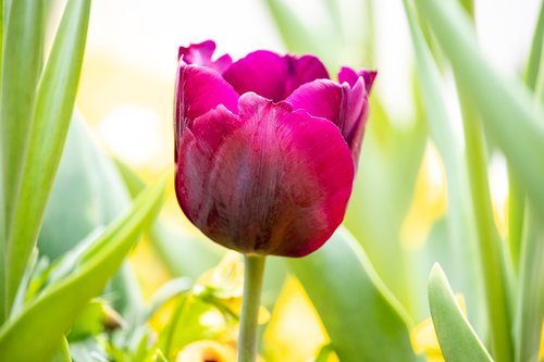 tulip  flower  plant