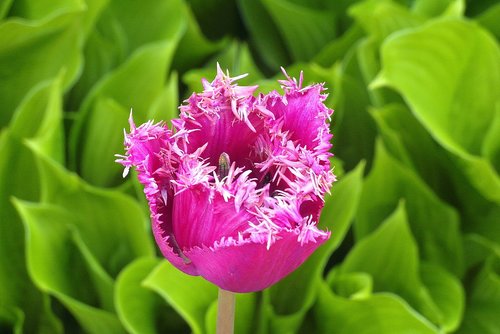 tulip  jagged  wielopłatkowy