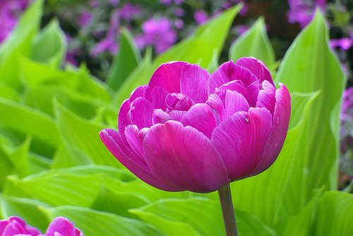 tulip  purple  the petals
