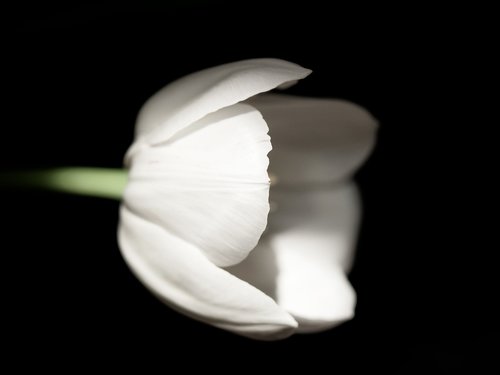 tulip  white  decor