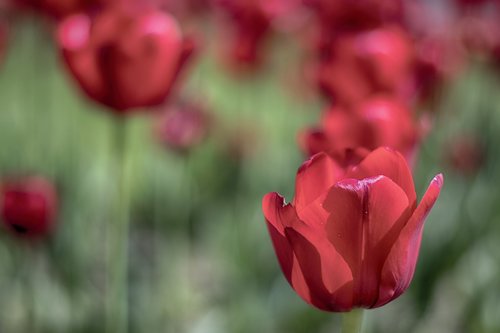 tulip  tulips  red