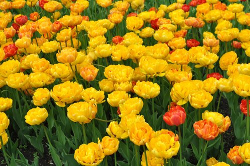 tulip  flowers  tulips