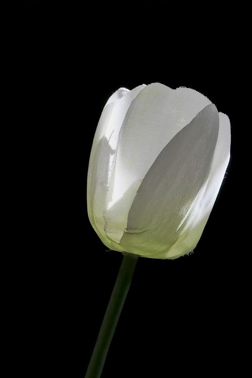 tulip  art flower  white