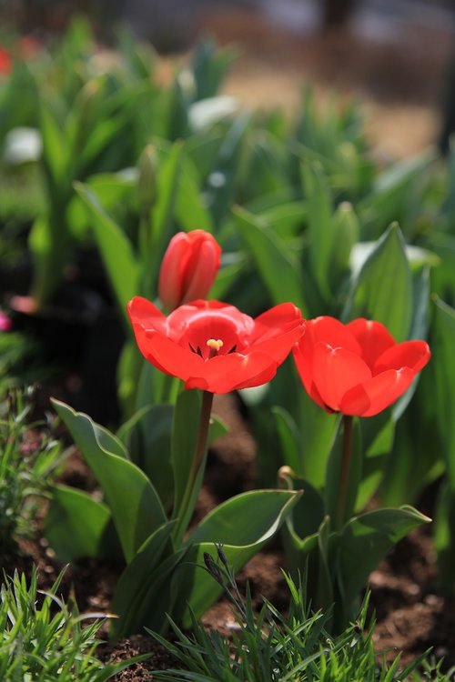 tulip  flowers  spring