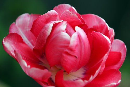 tulip  rose tulip  frühlingsanfang