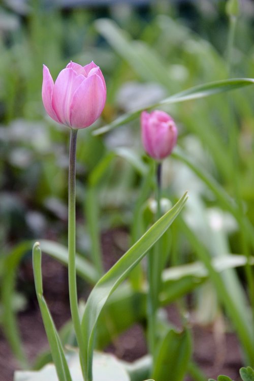 tulip  pink  flowers