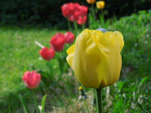 tulip  flower  tulips