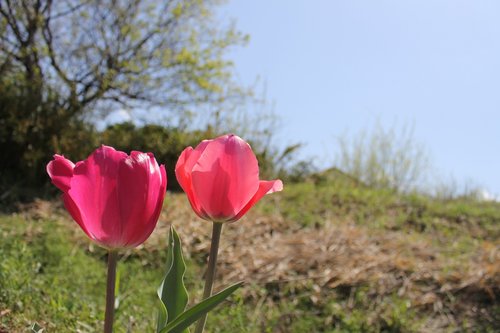 tulip  flowers  sunlight