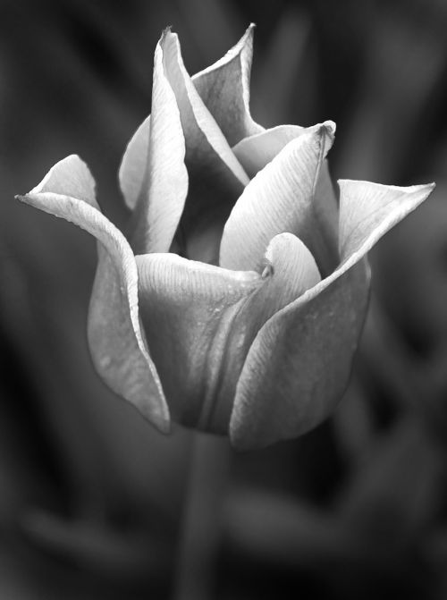 tulip plant flower