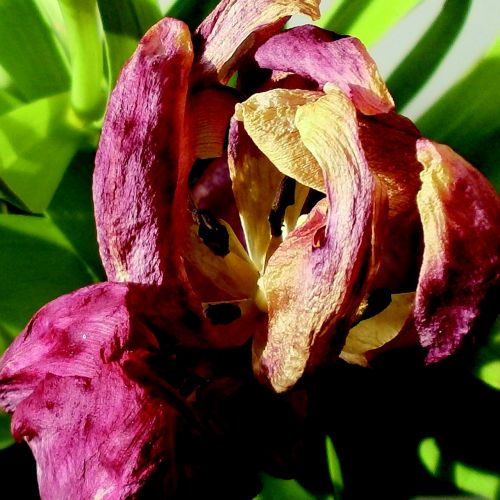 tulip plant flower