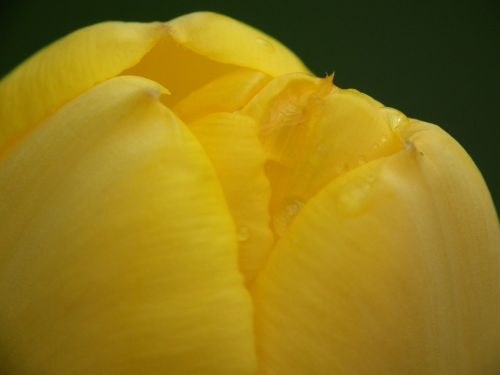 tulip yellow flora