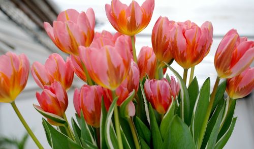 tulip tulips flower