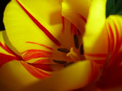 tulip blossom bloom