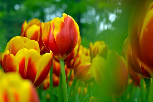 tulip sea of flowers plant