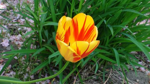 tulip flower greens